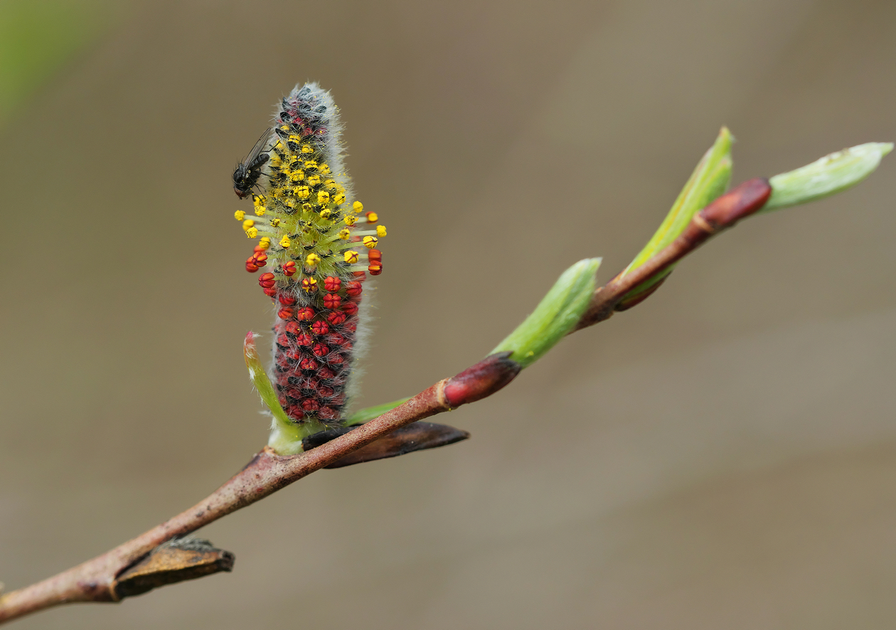 Purpur-Weide (Salix purpurea)