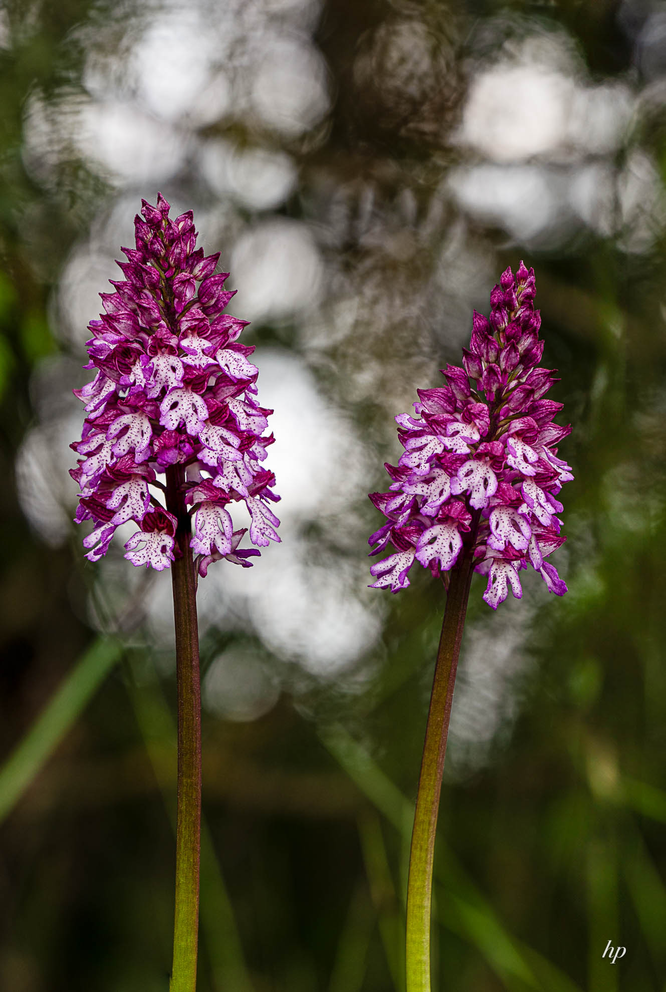 Purpurknabenkraut