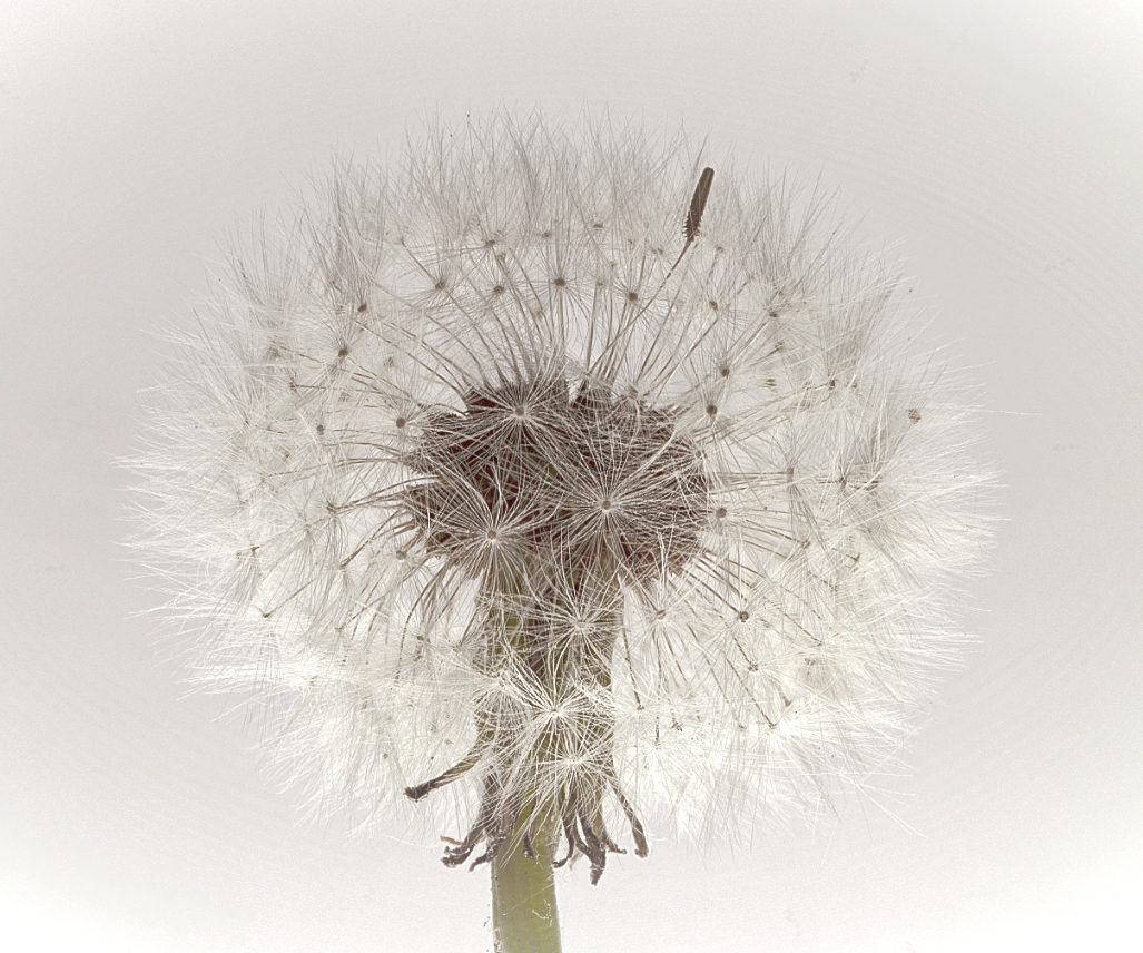 Pusteblume