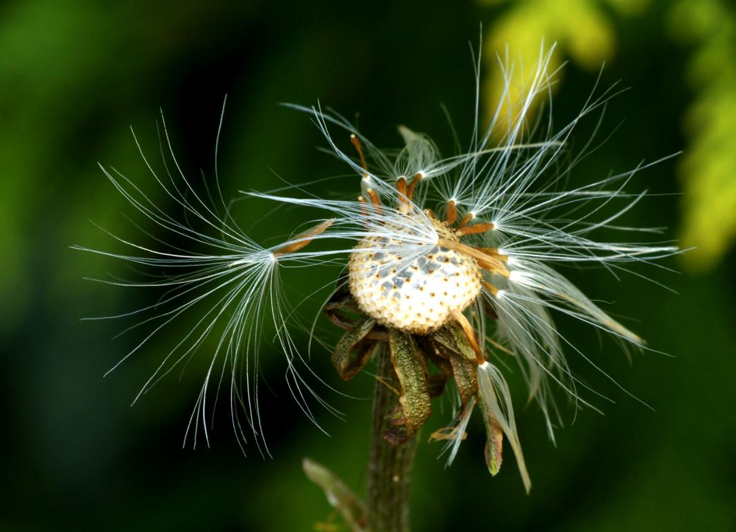 Pusteblume