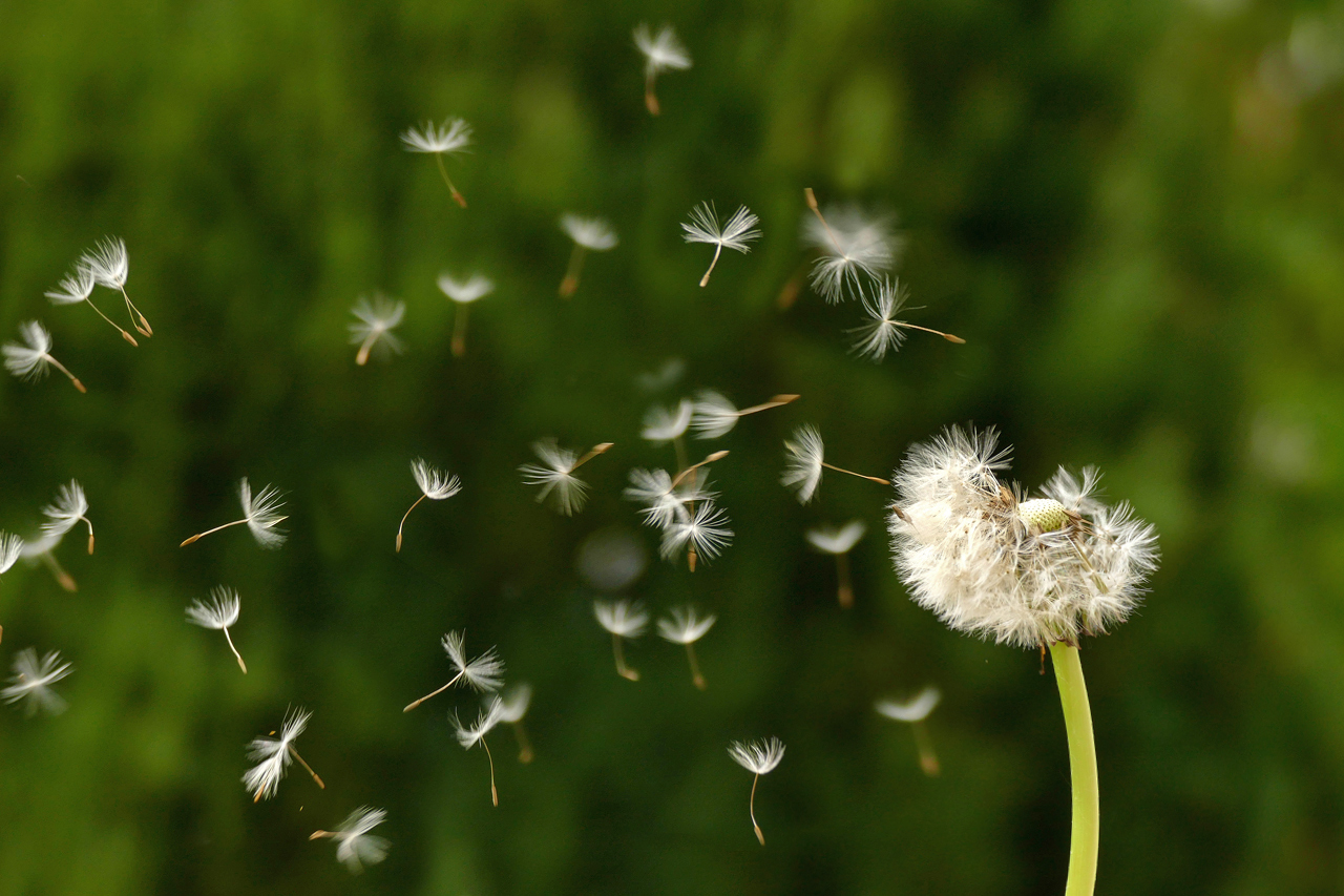 Pusteblume