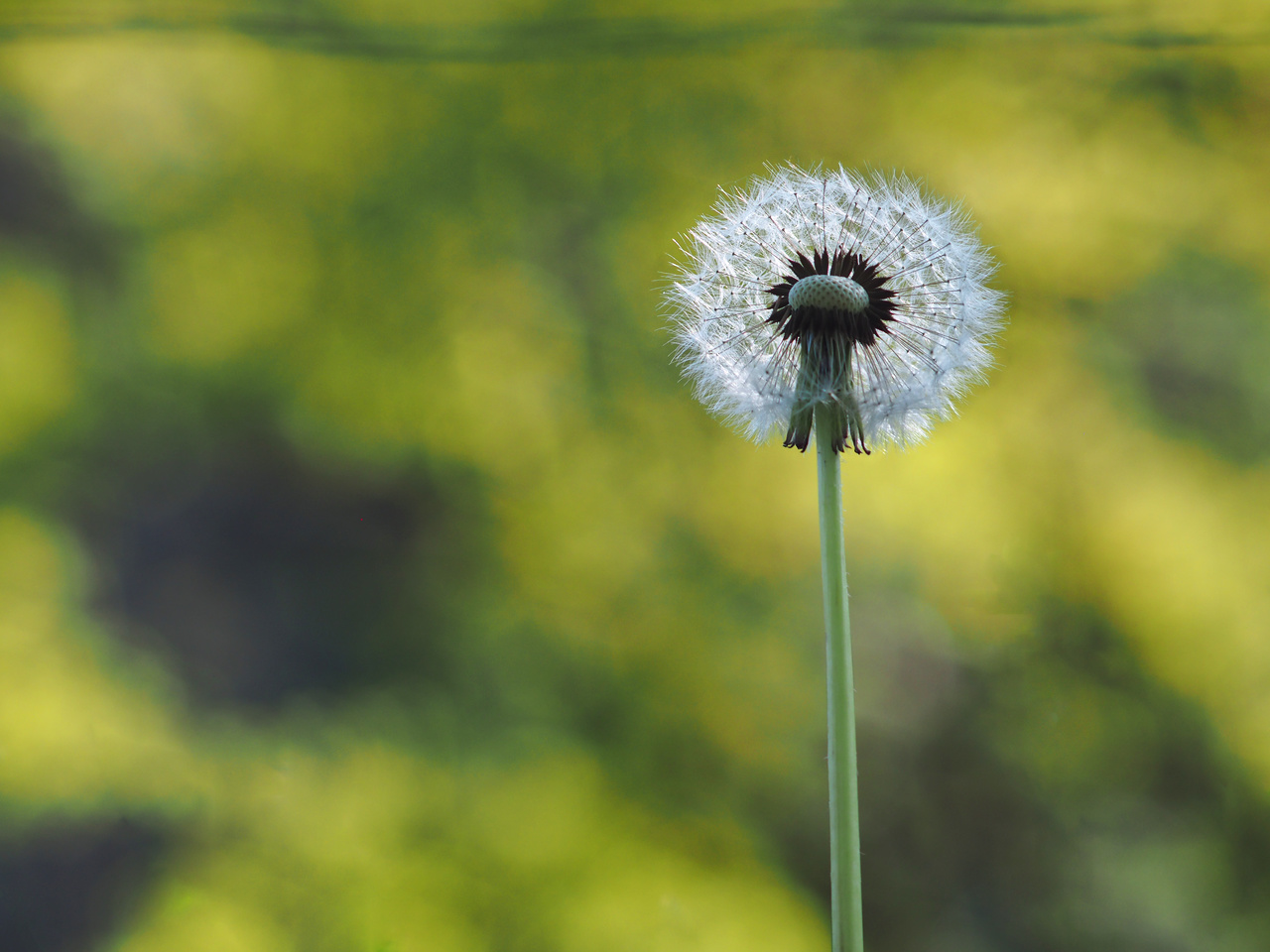 Pusteblume