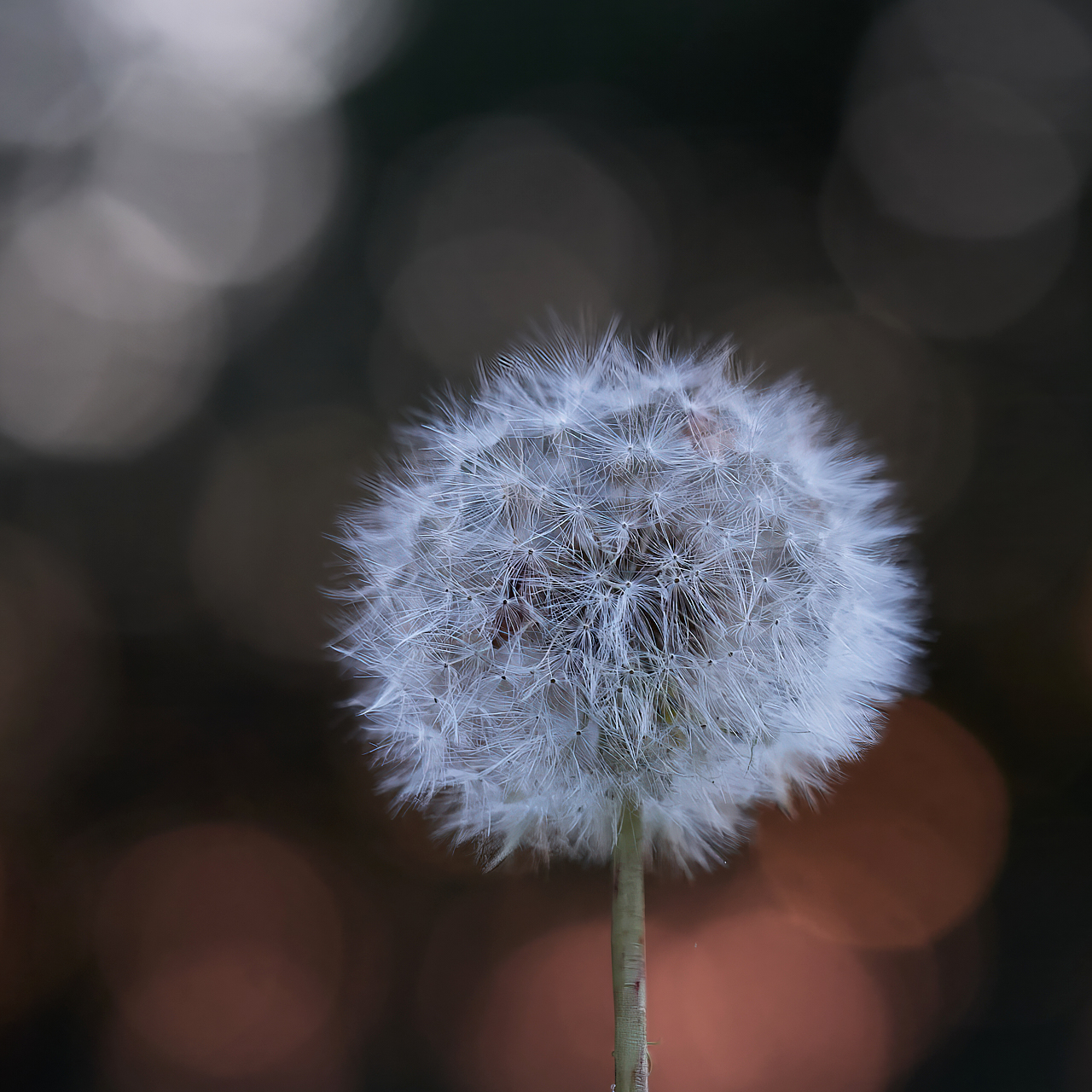 Pusteblume