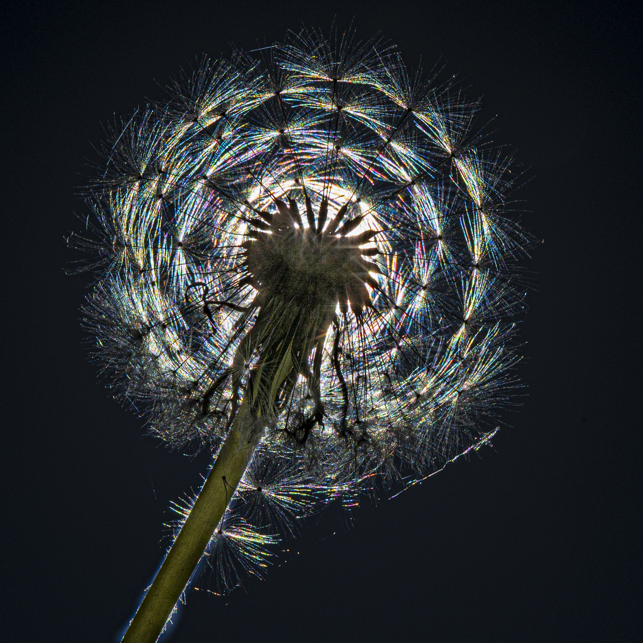 Pusteblume