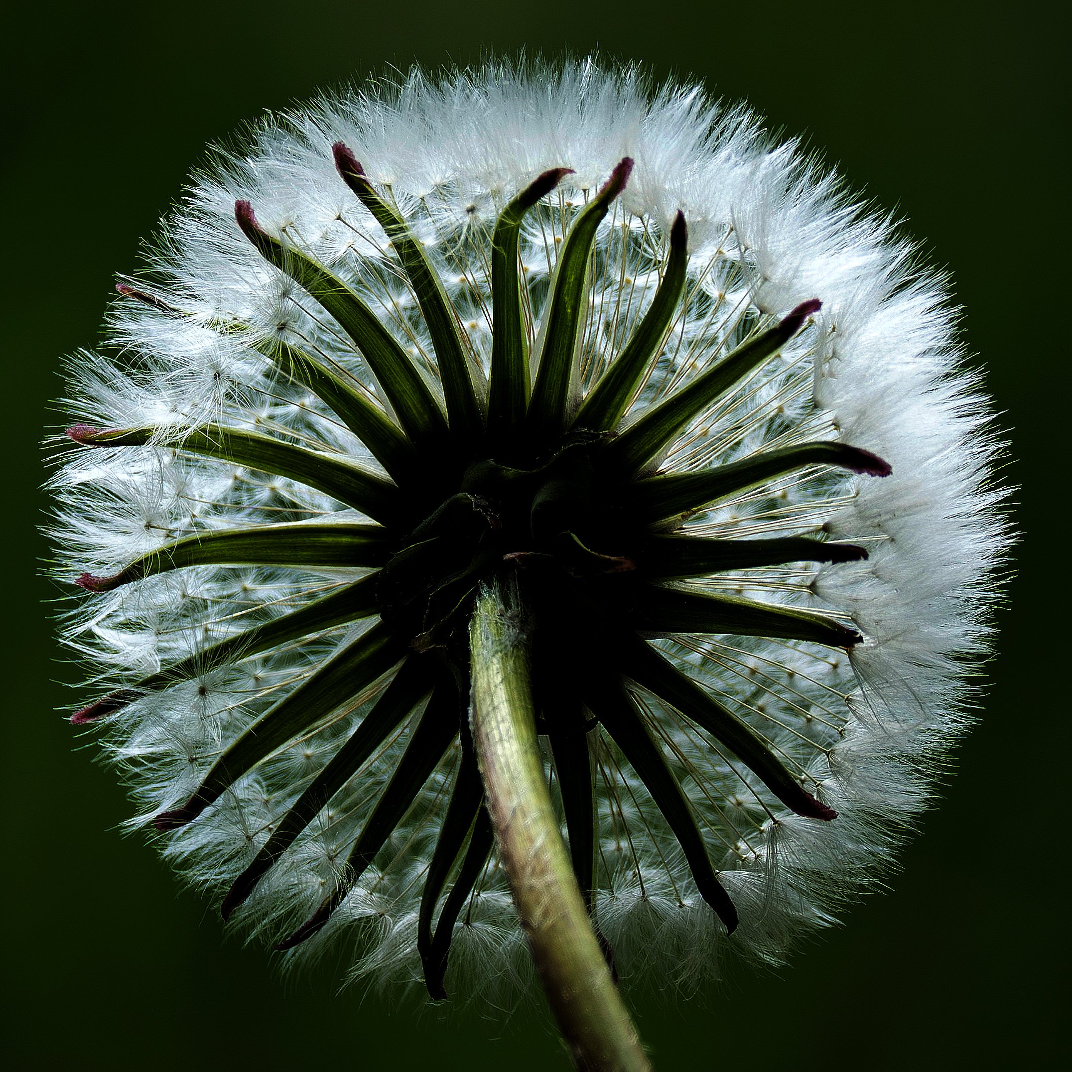 Pusteblume