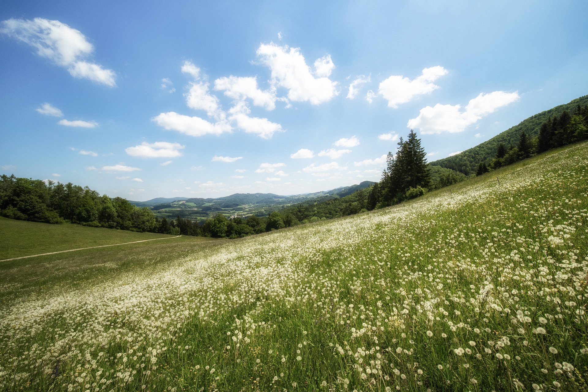 Pusteblumen