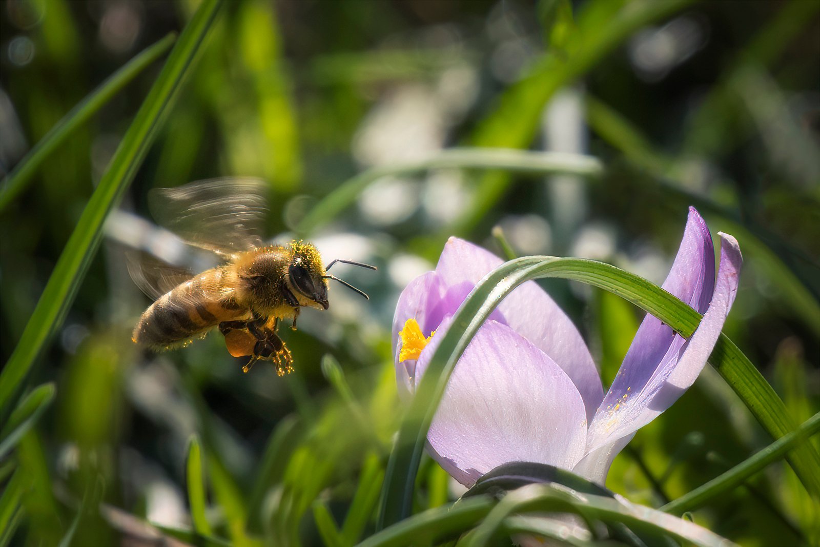Quer durch die Wiese