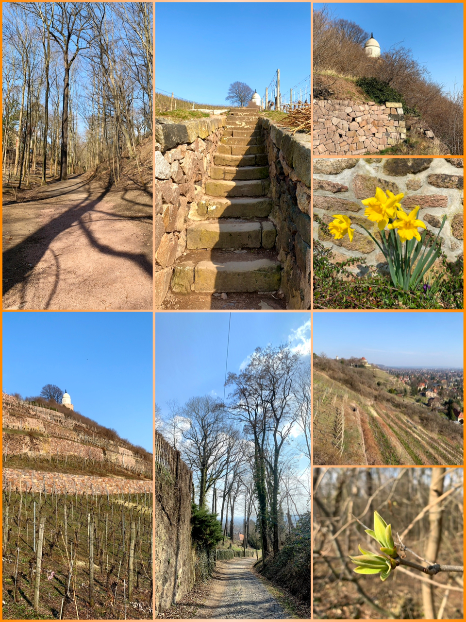 Radebeuler Weinberge