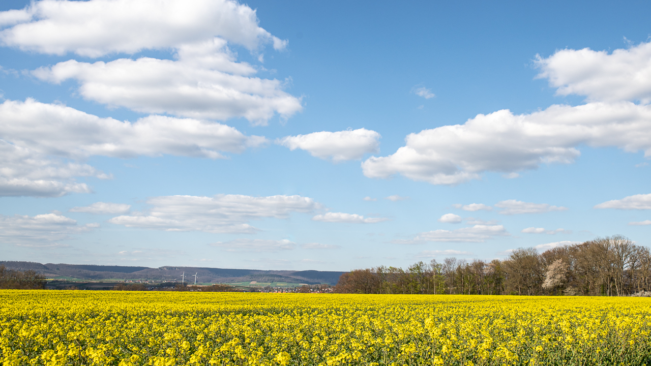 Rapsblüte im Weserbergland