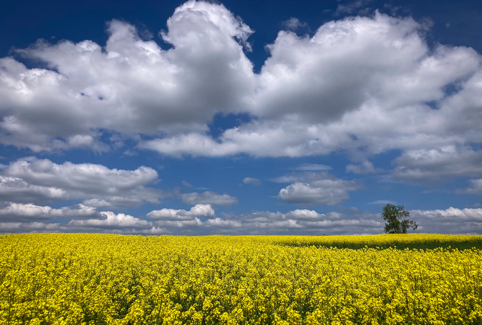 Rapslandschaft