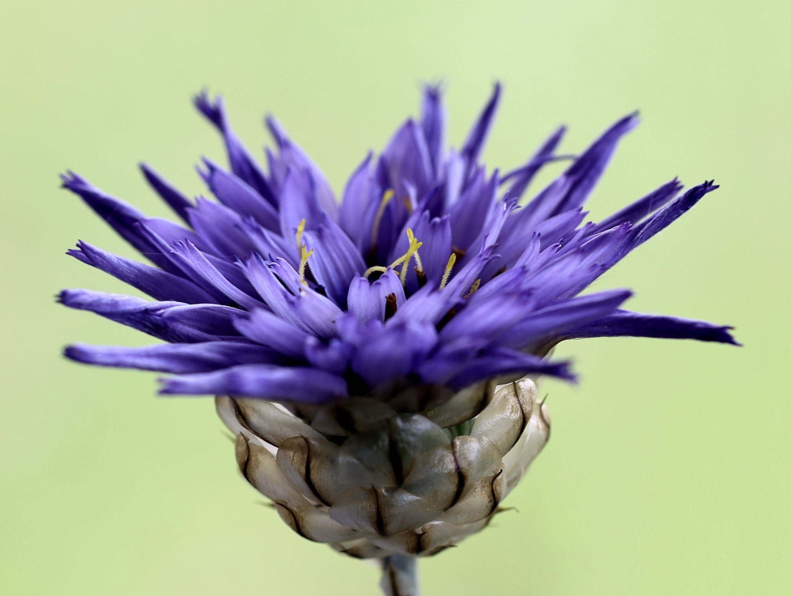 Rasselblume