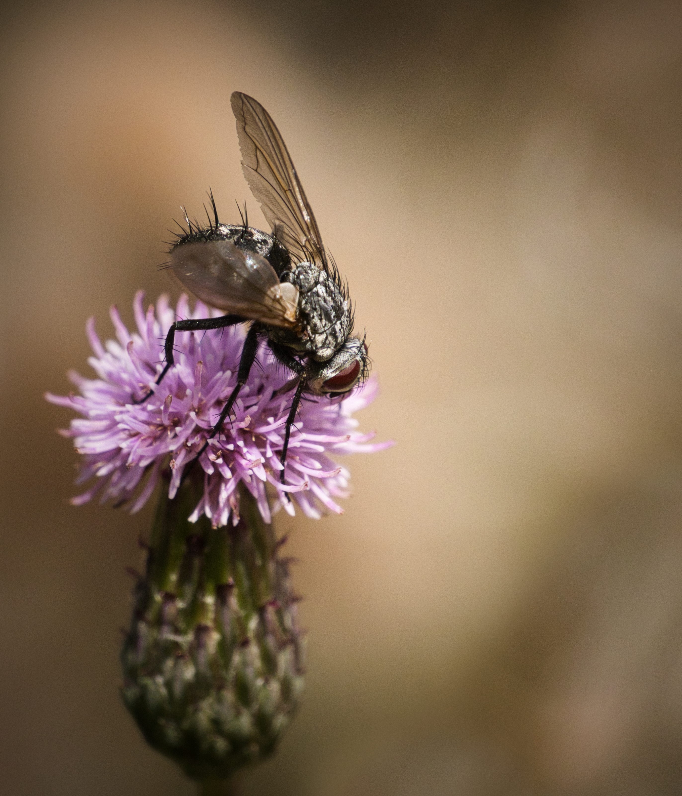 Raupenfliege