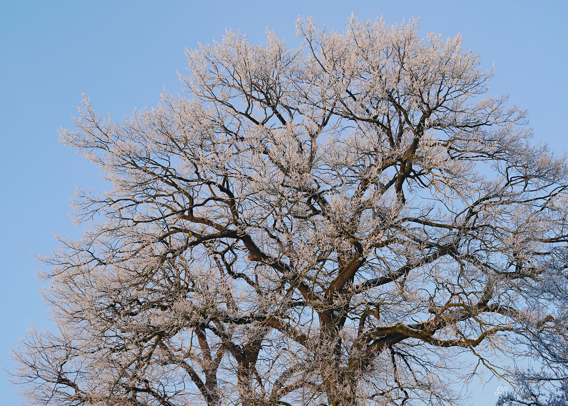 Raureif trifft Eiche