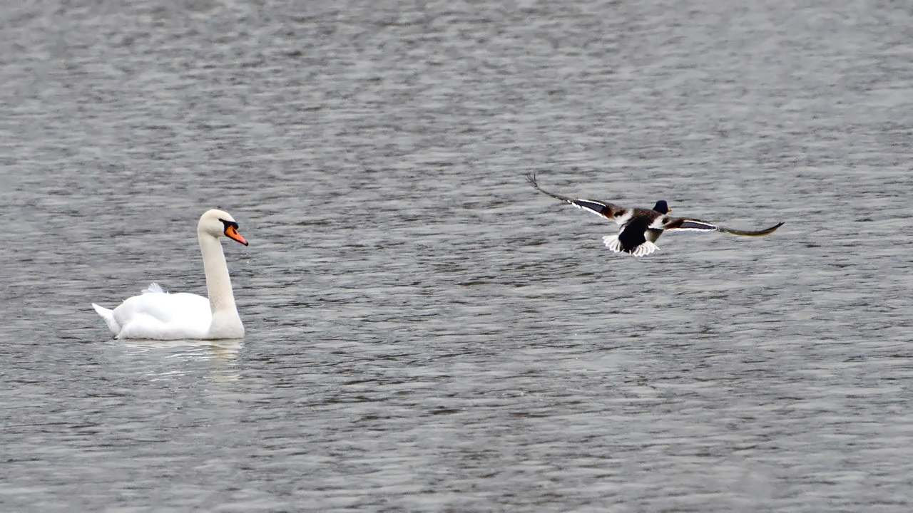 rechts vor links