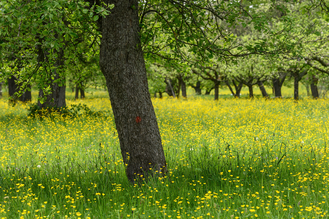 Red-dot-Streuobstwiese