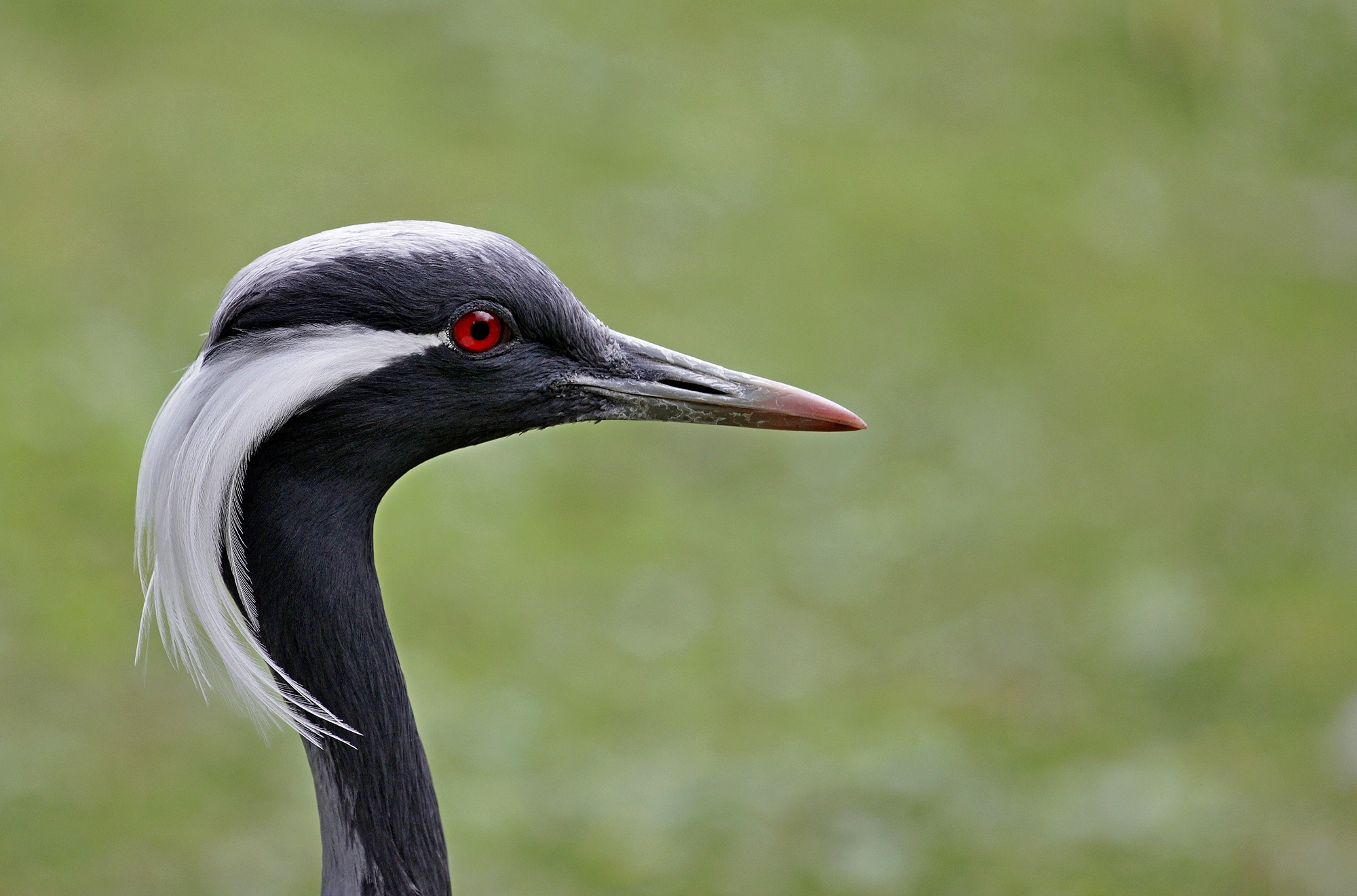 Red Eye