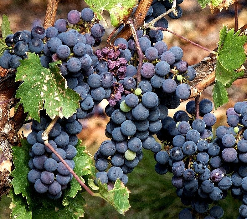 Red red wine