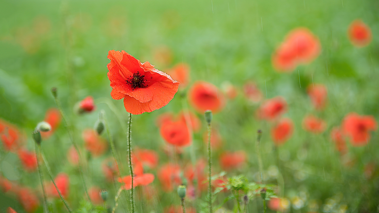 Regen-Mohn