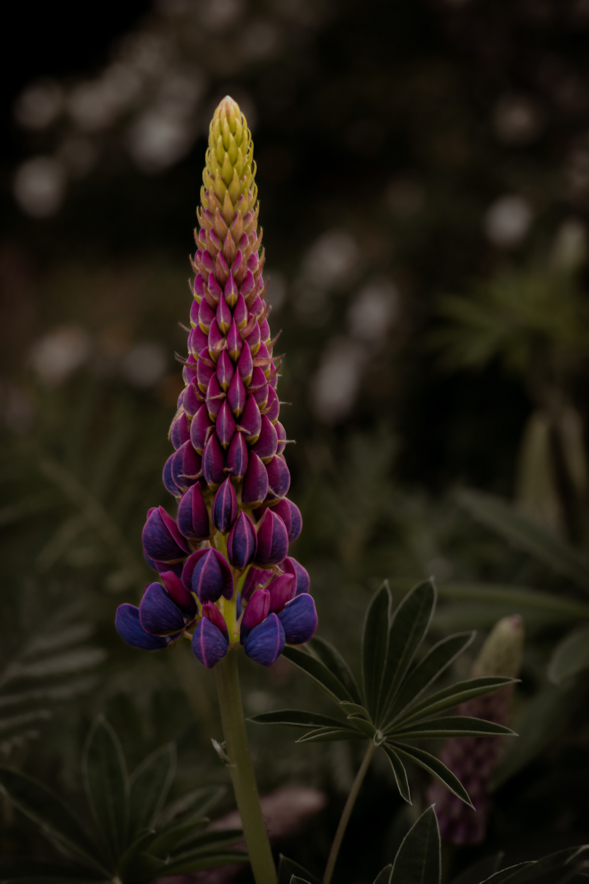 Regenbogenblume