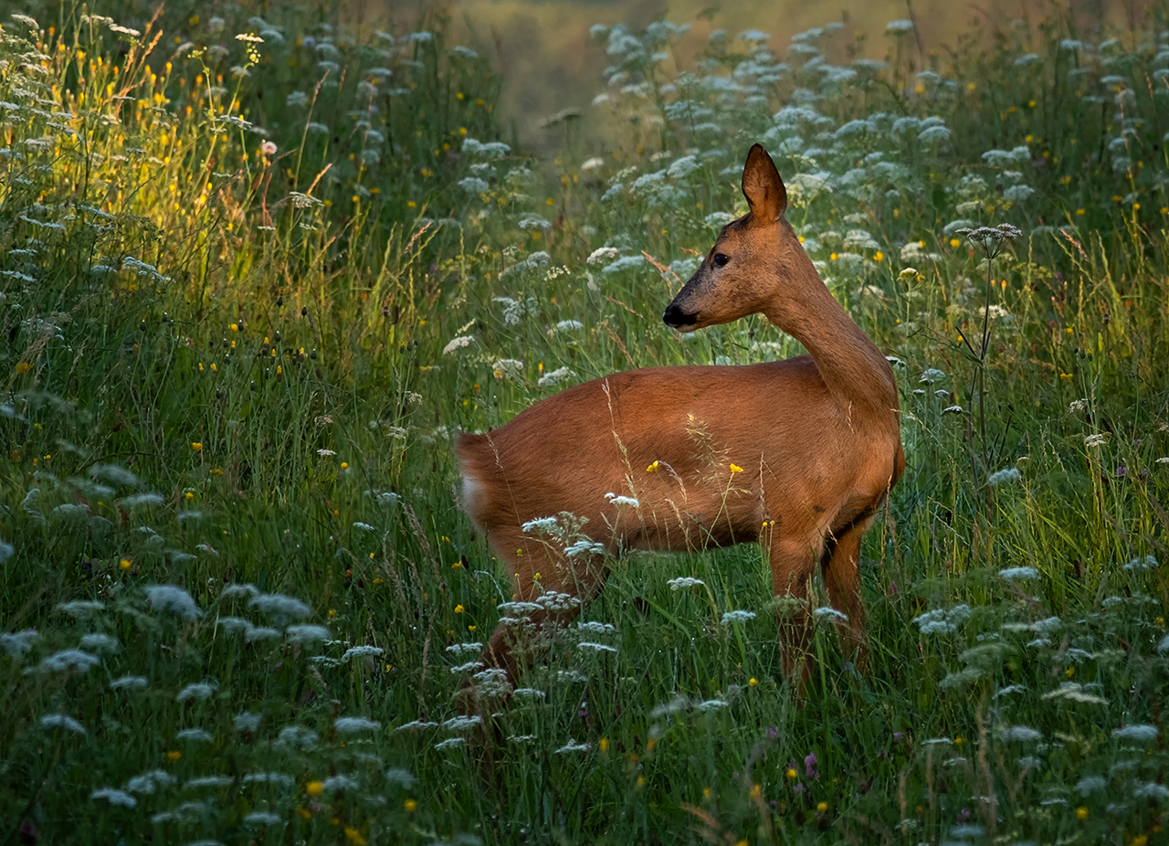 Reh im Morgenlicht