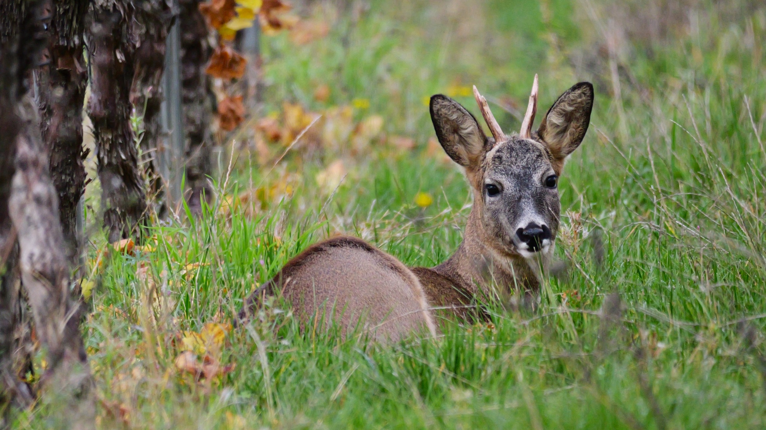 Rehbock im Wengert .jpg