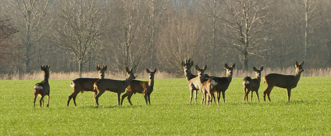 Rehe im Gegenlicht