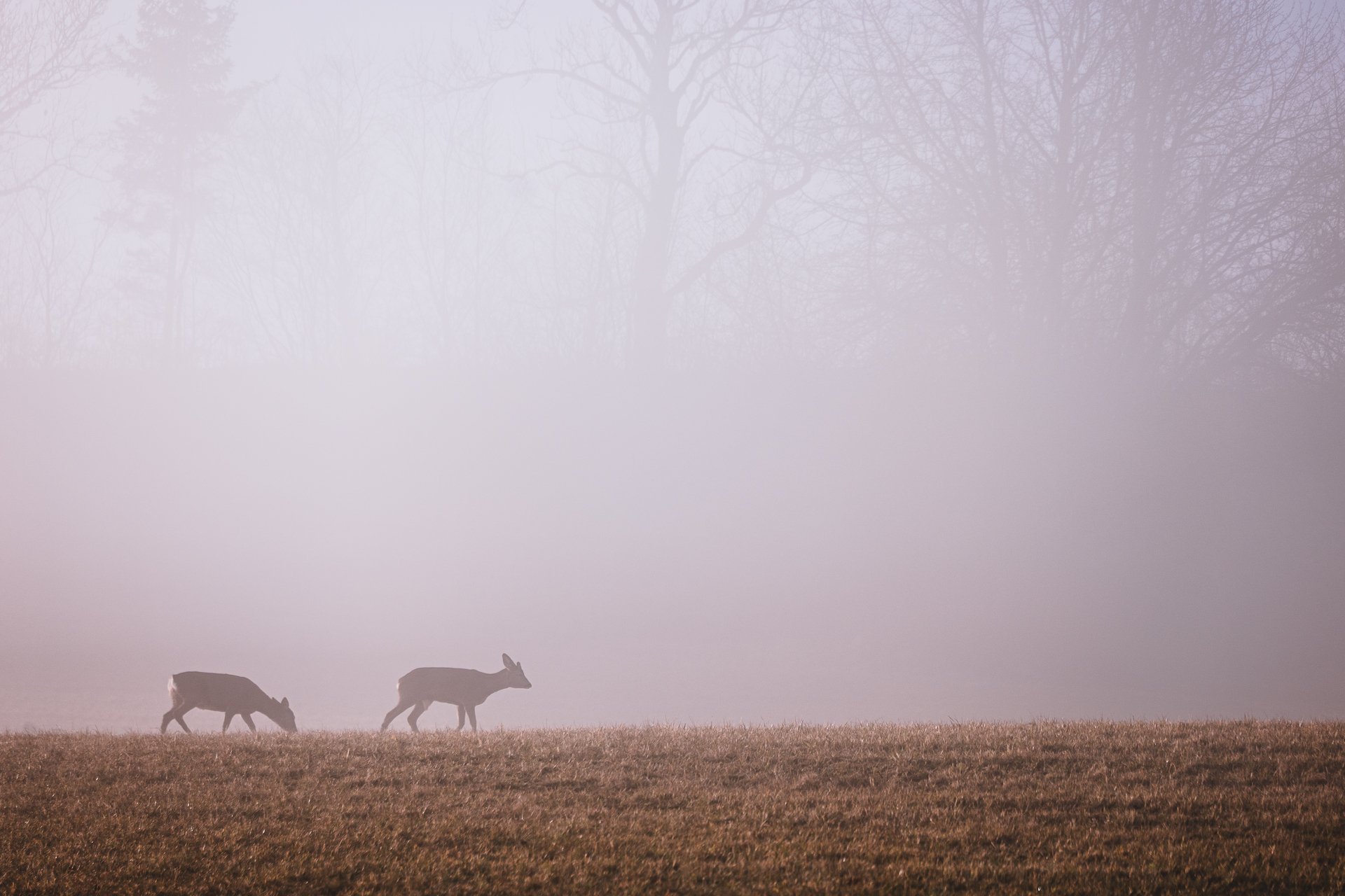 Rehe im Morgennebel