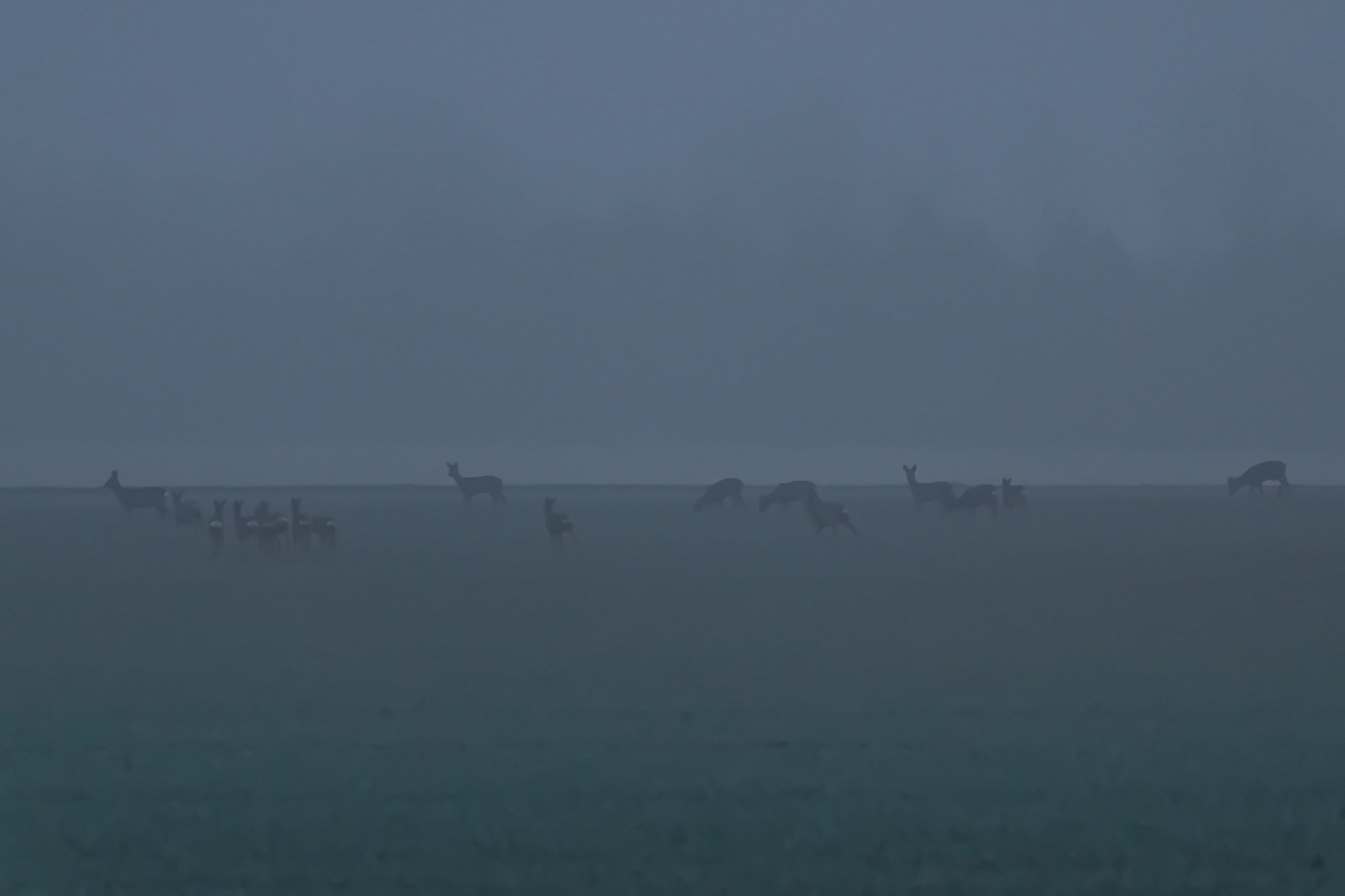 Rehe im Nebel.
