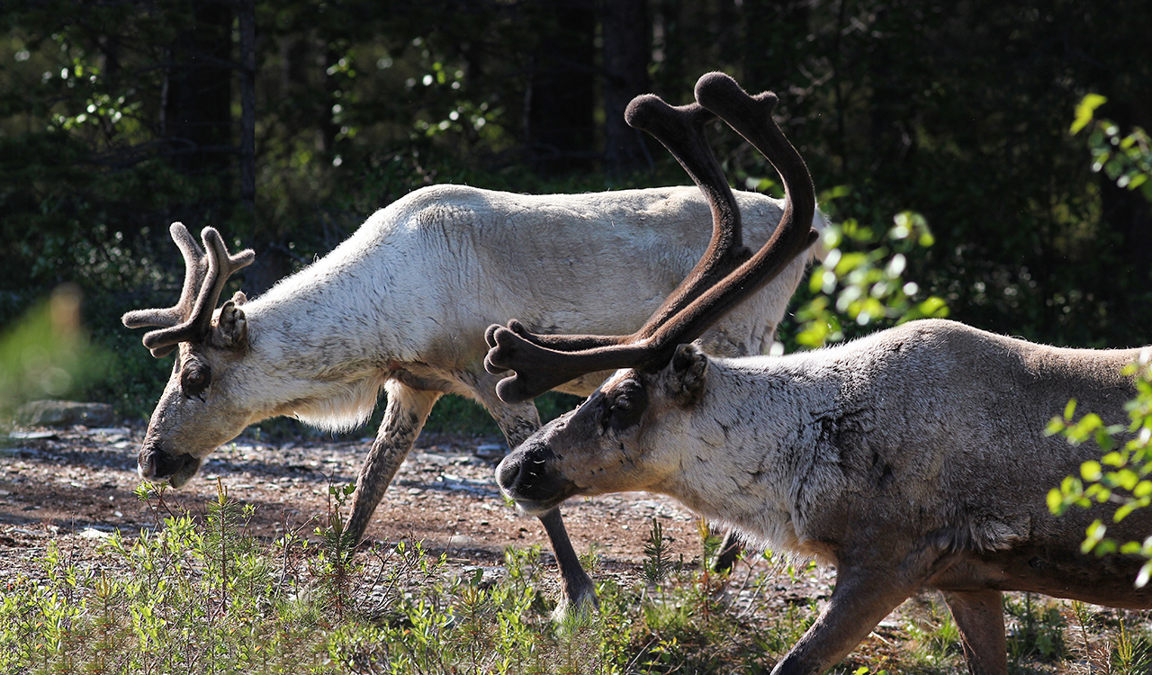 Rentiere in Finnland