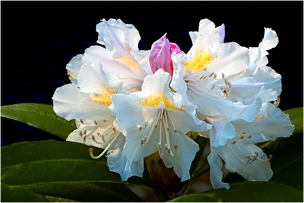 Rhododendron.jpg