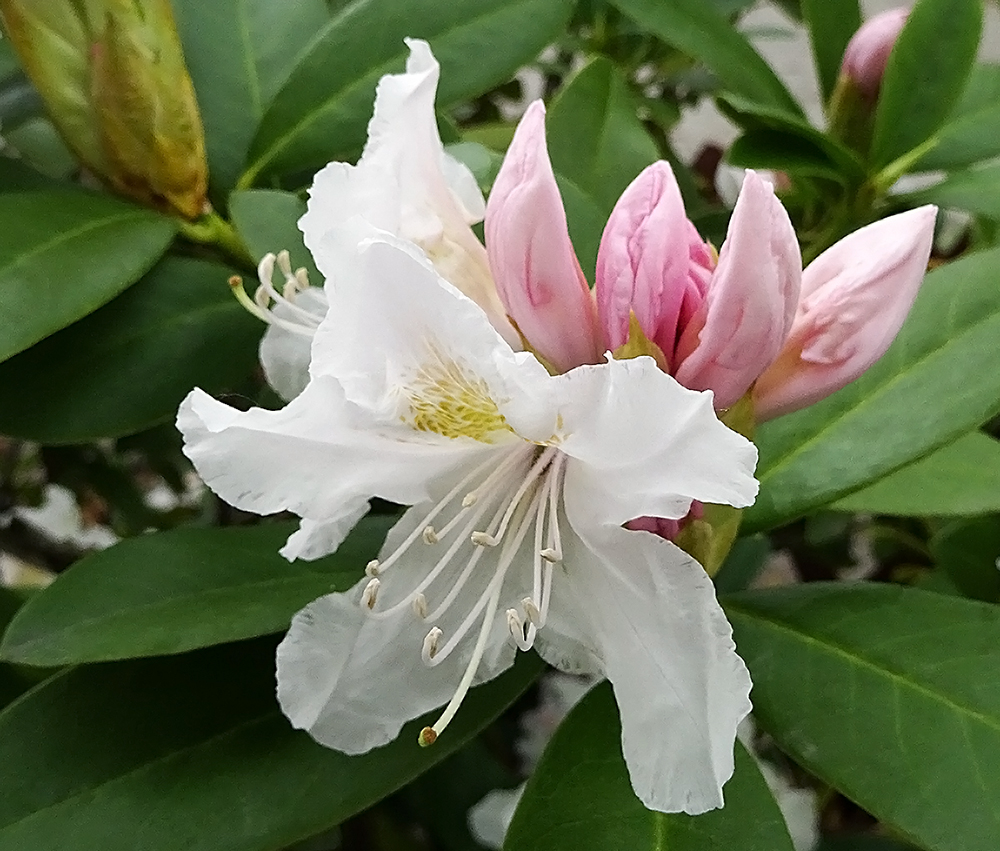 Rhododendron.jpg