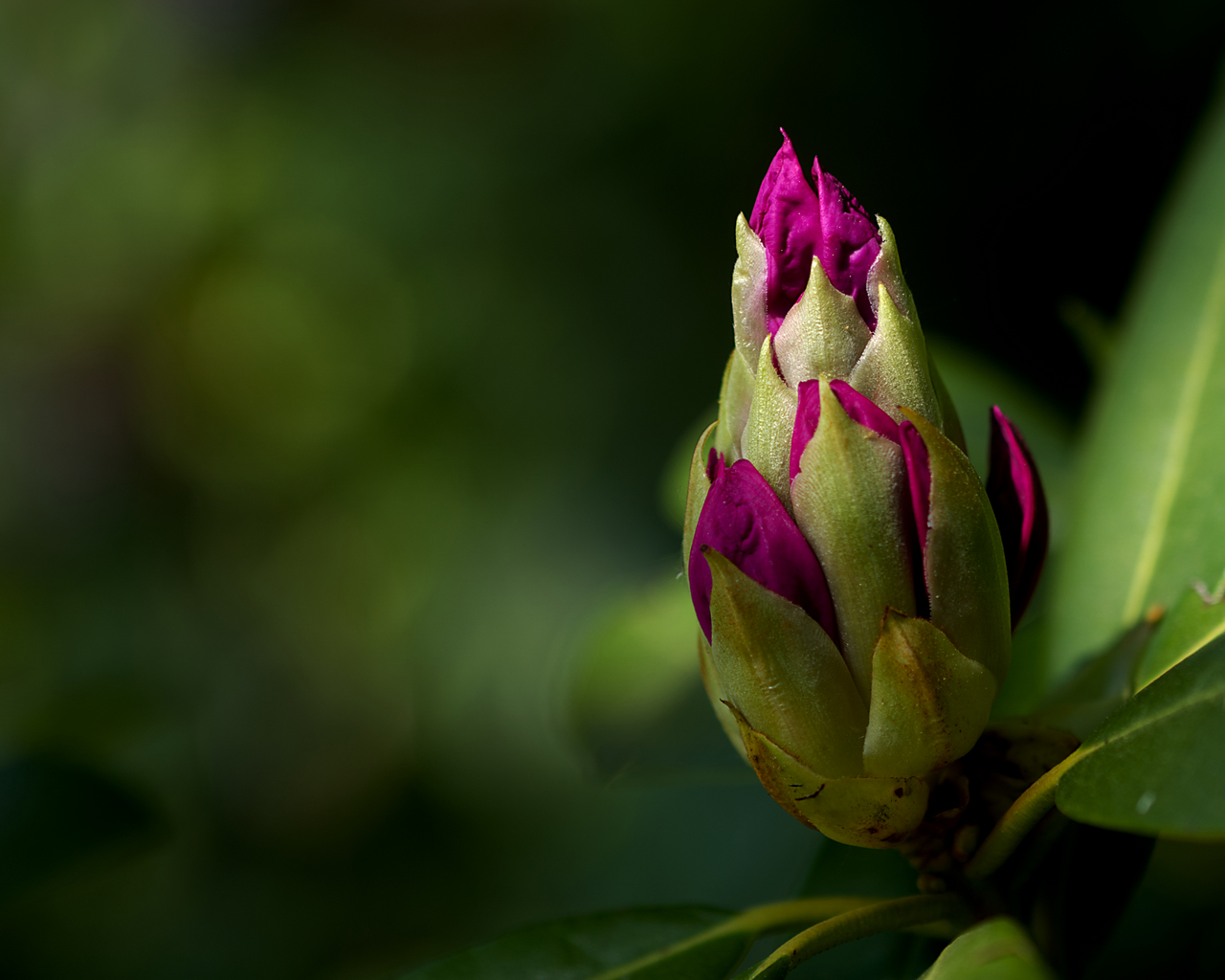 Rhododendron Knospe
