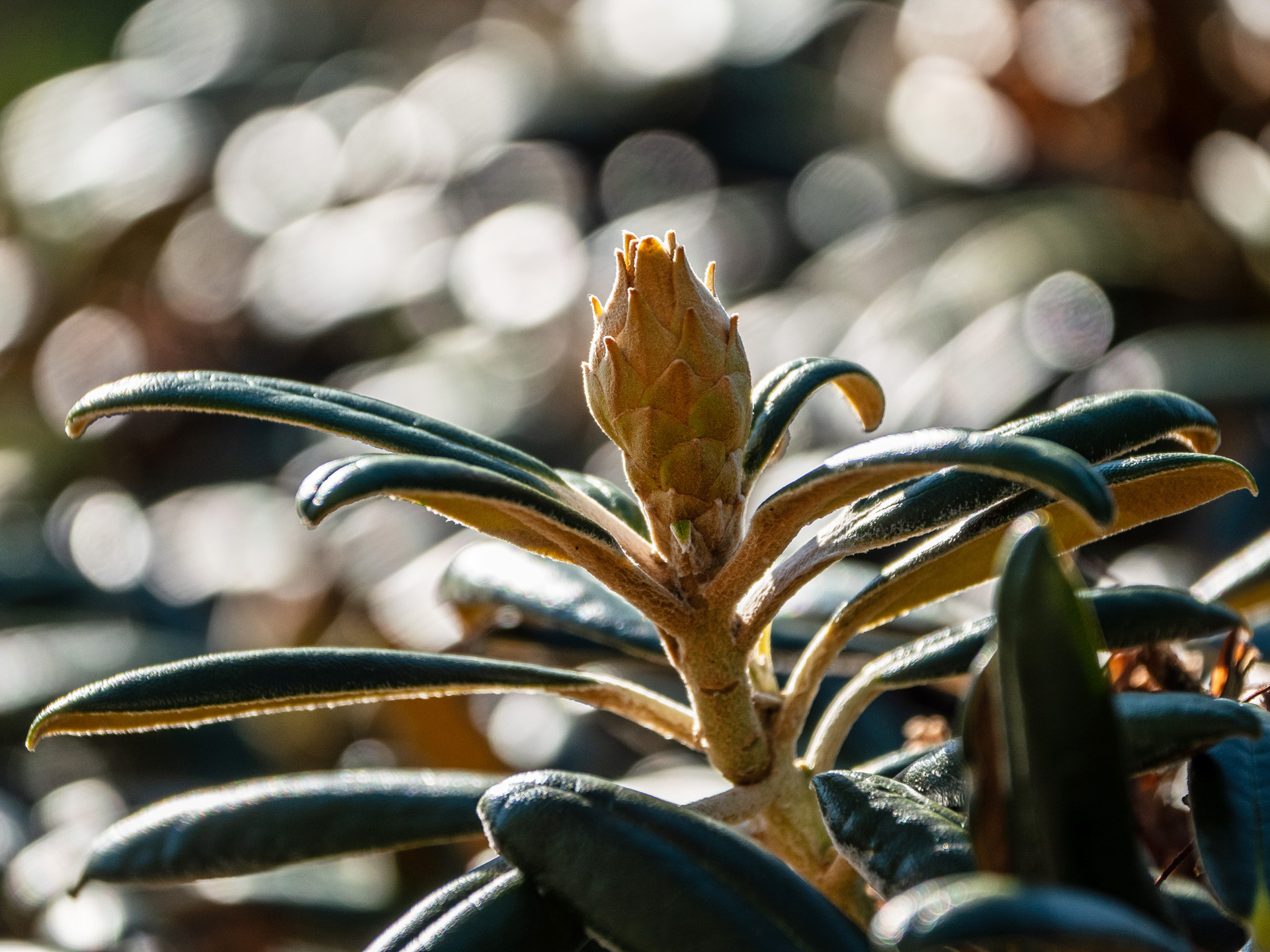 Rhododendron Knospe