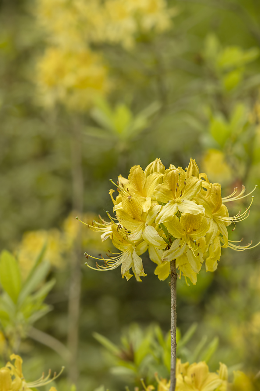 Rhododendron luteum.jpg