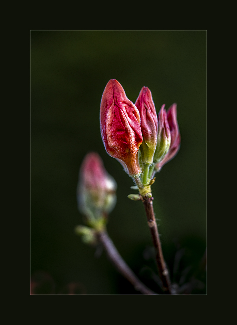 Rhododendron