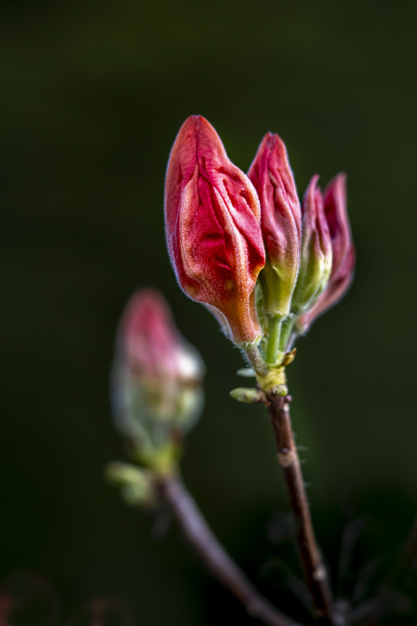 Rhododendron