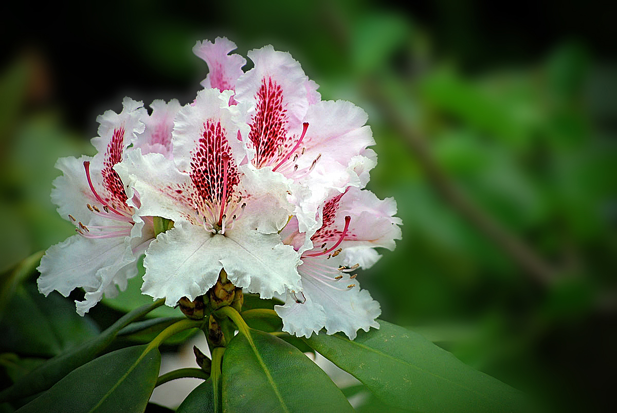 Rhododendron