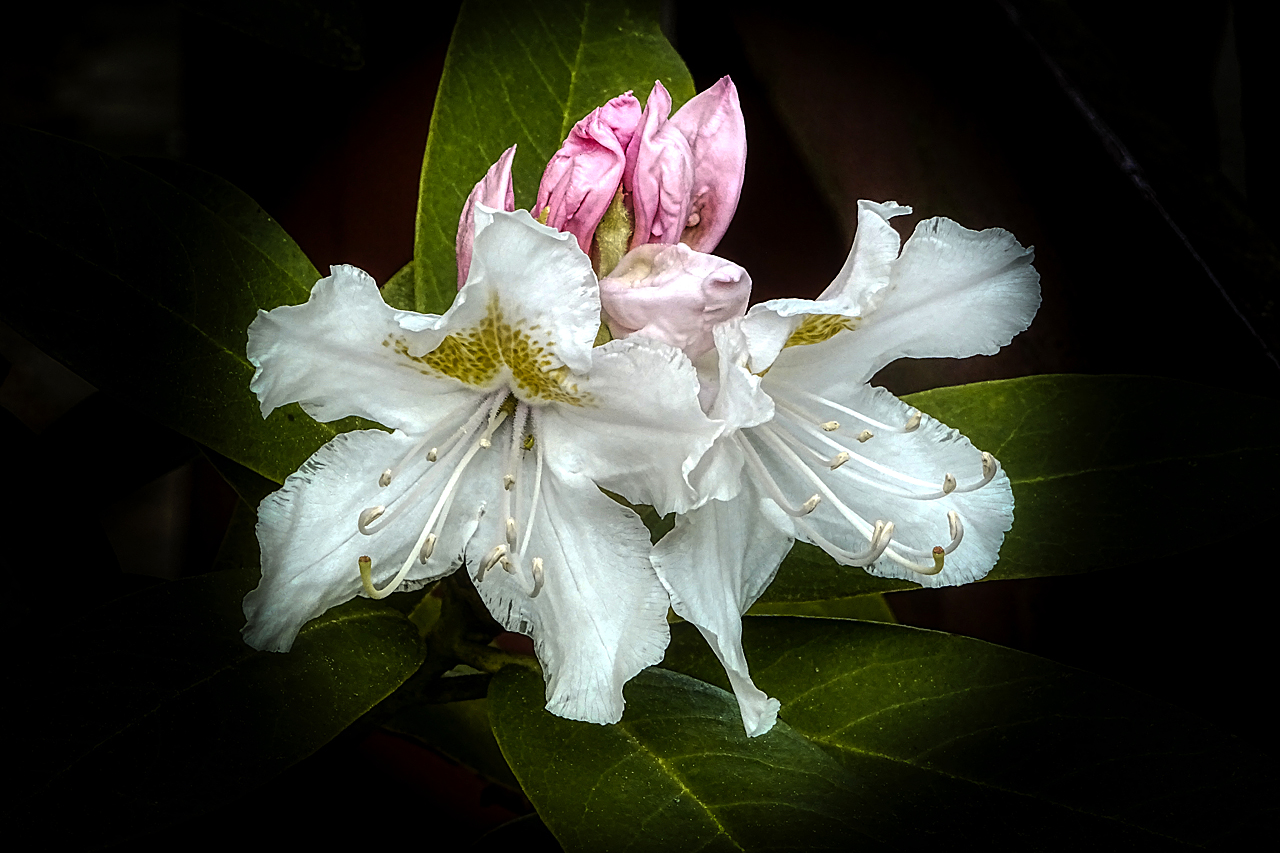 Rhododendron