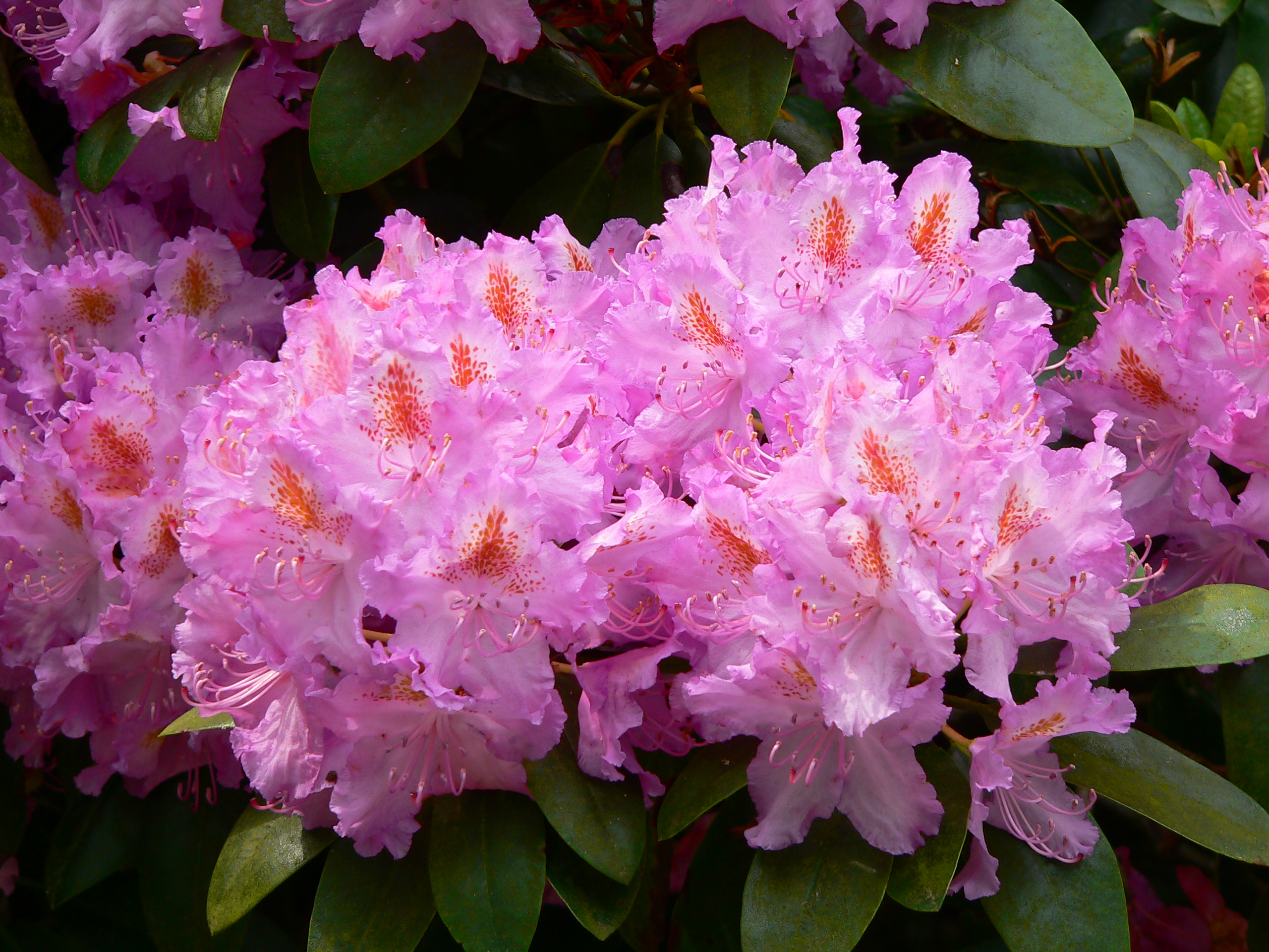 Rhododendron
