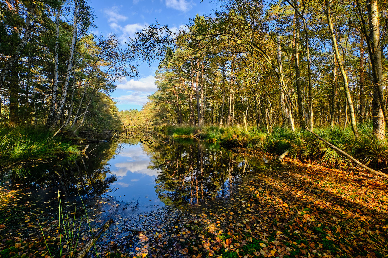 Ribnitzer Großen Moor