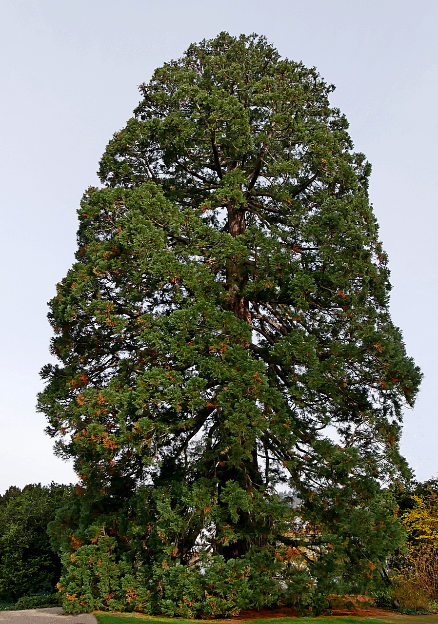 Riesenmammutbaum