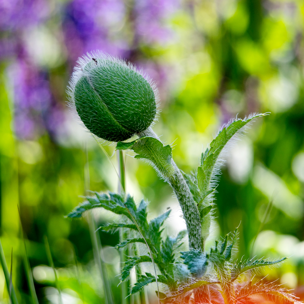 Riesenmohn