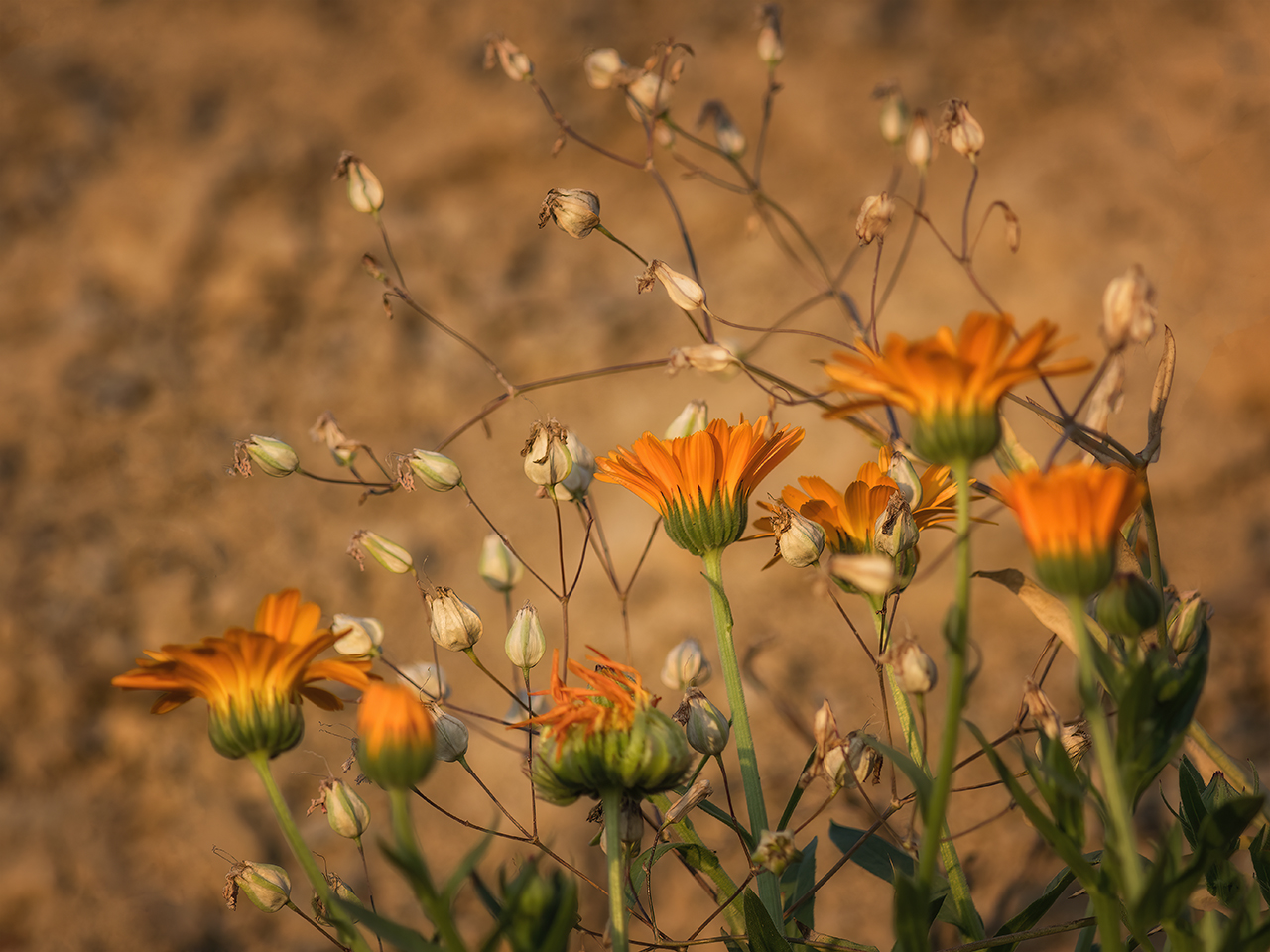 Ringelblumen