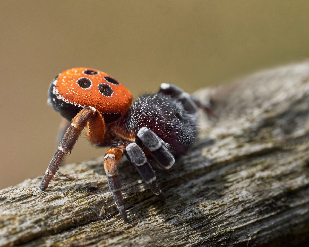 ringelfüßige Röhrenspinne