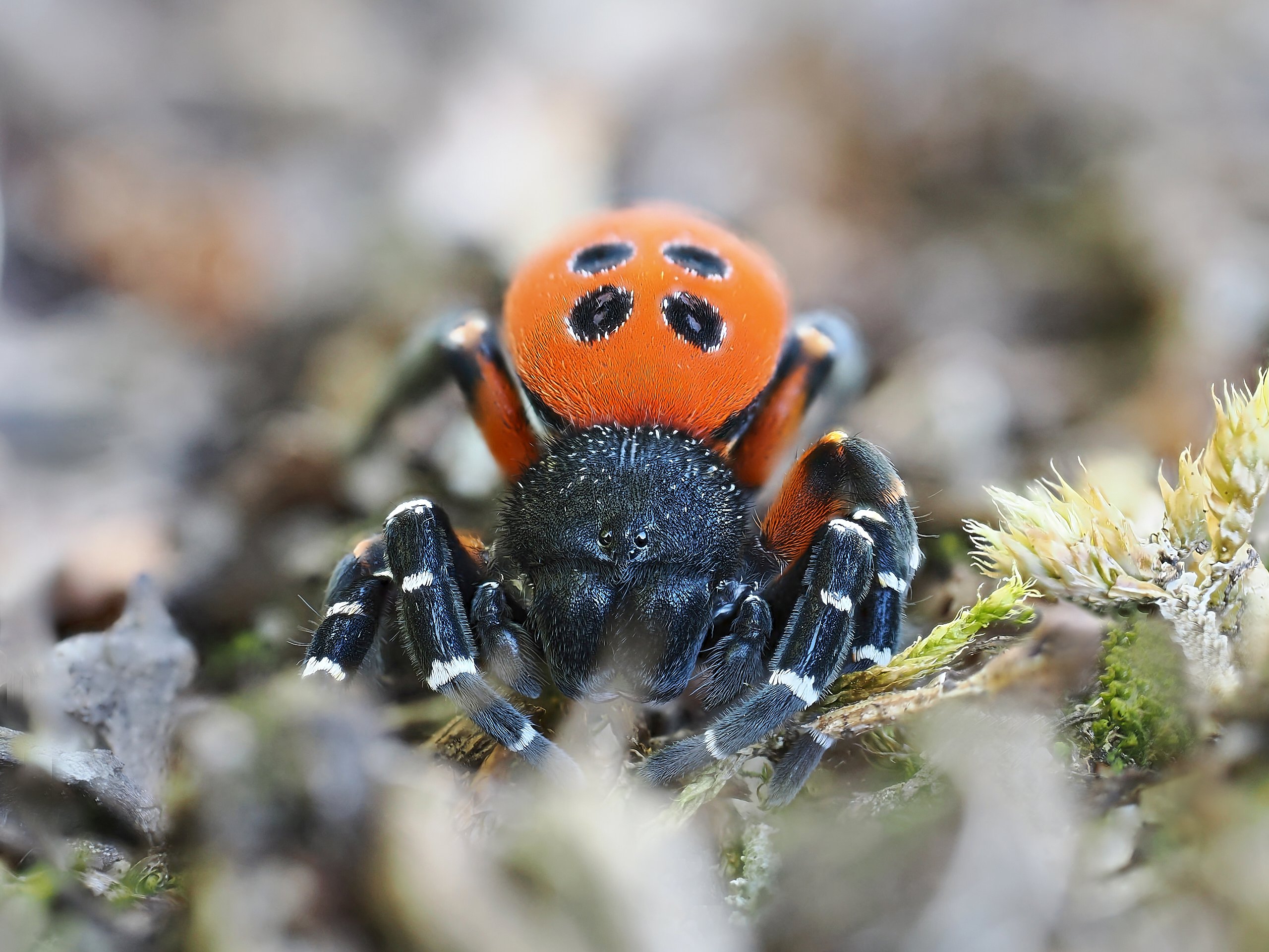 ringelfüßige Röhrenspinne