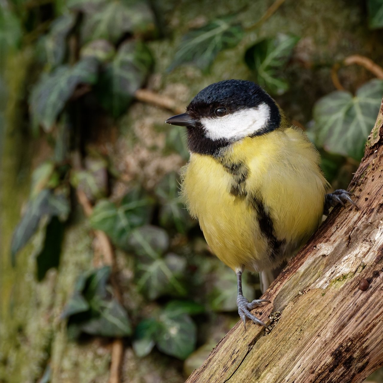 @ Robert:   Also eine Dame?