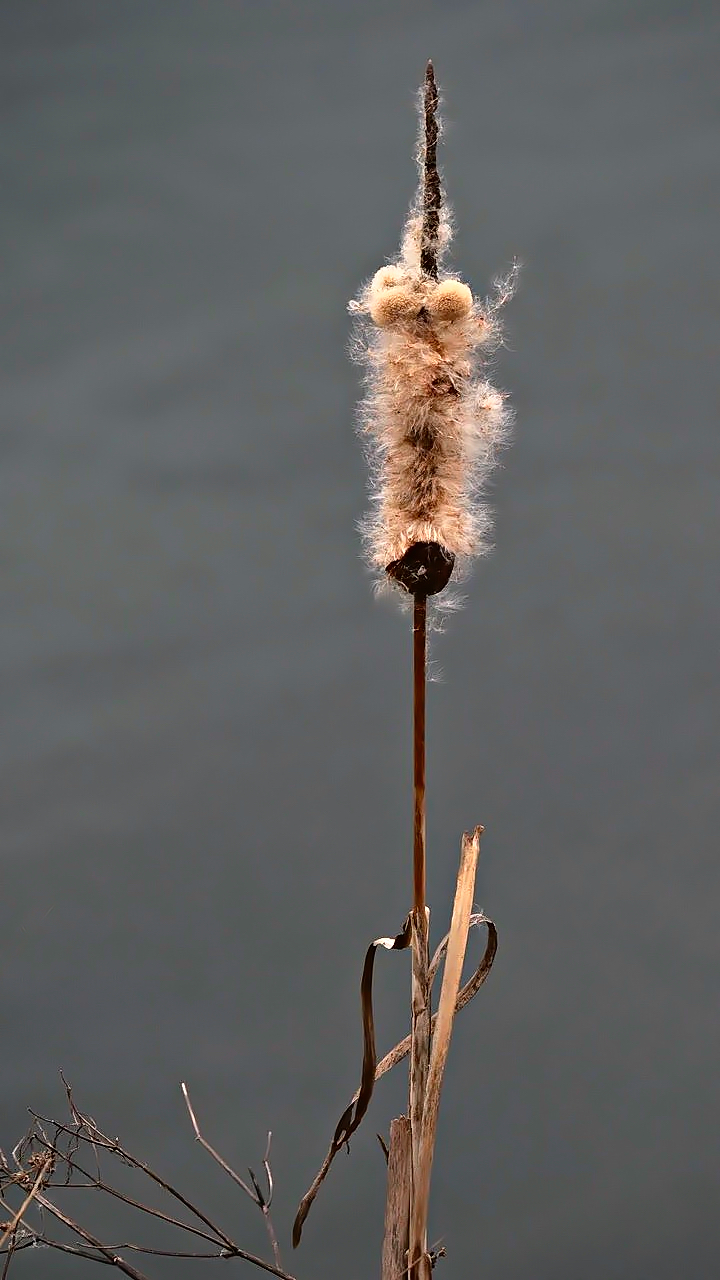 Rohrkolben mit Flugsamen