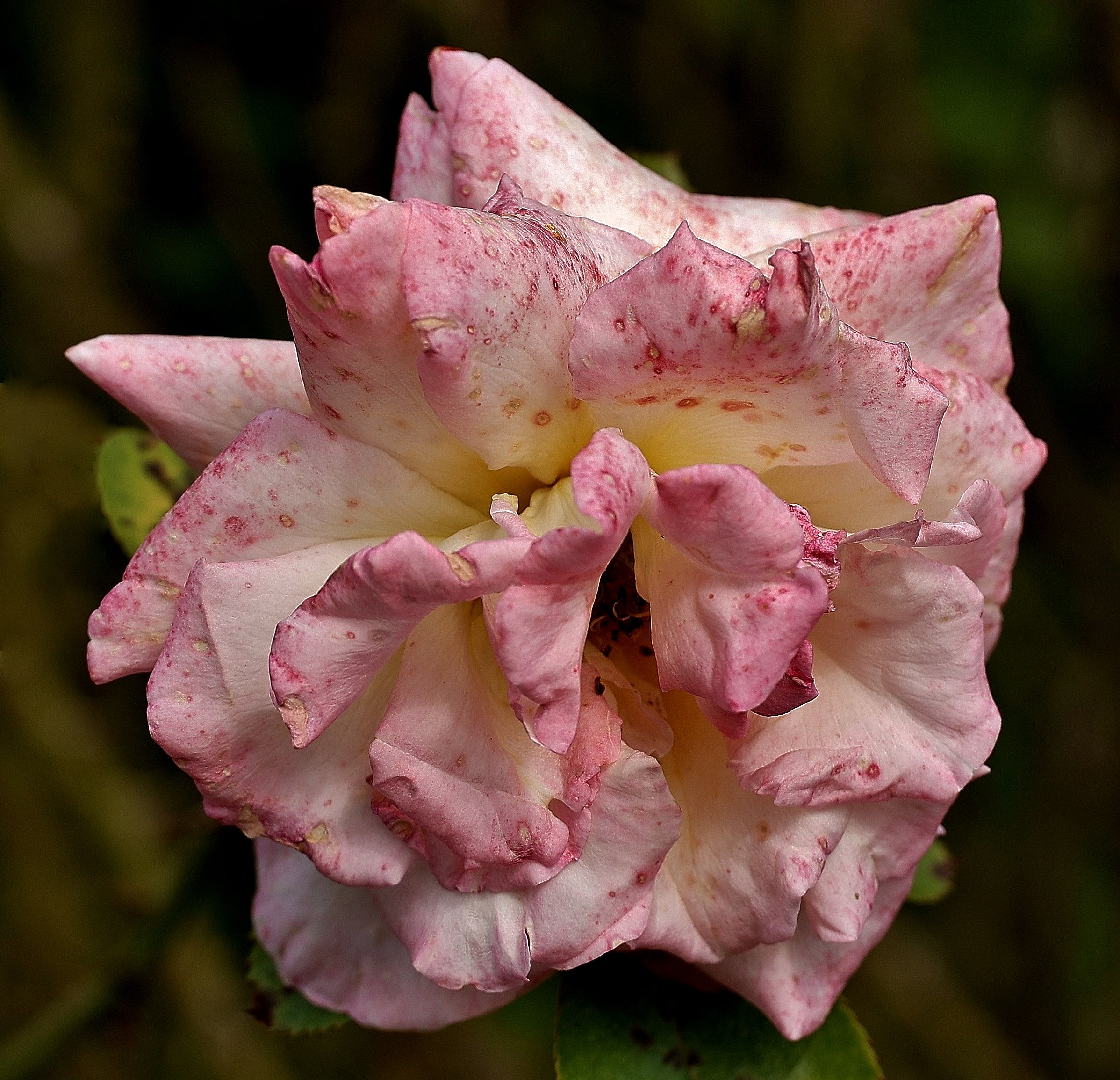 Rosa angehaucht