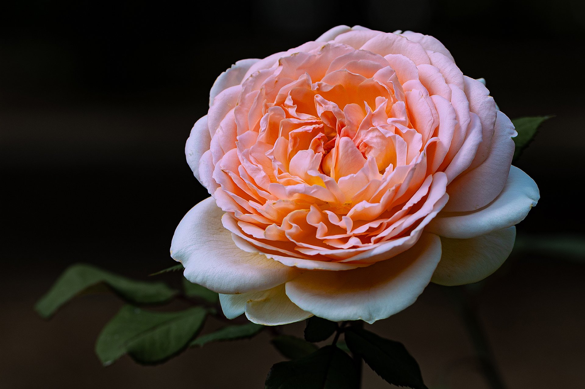 rosé rose