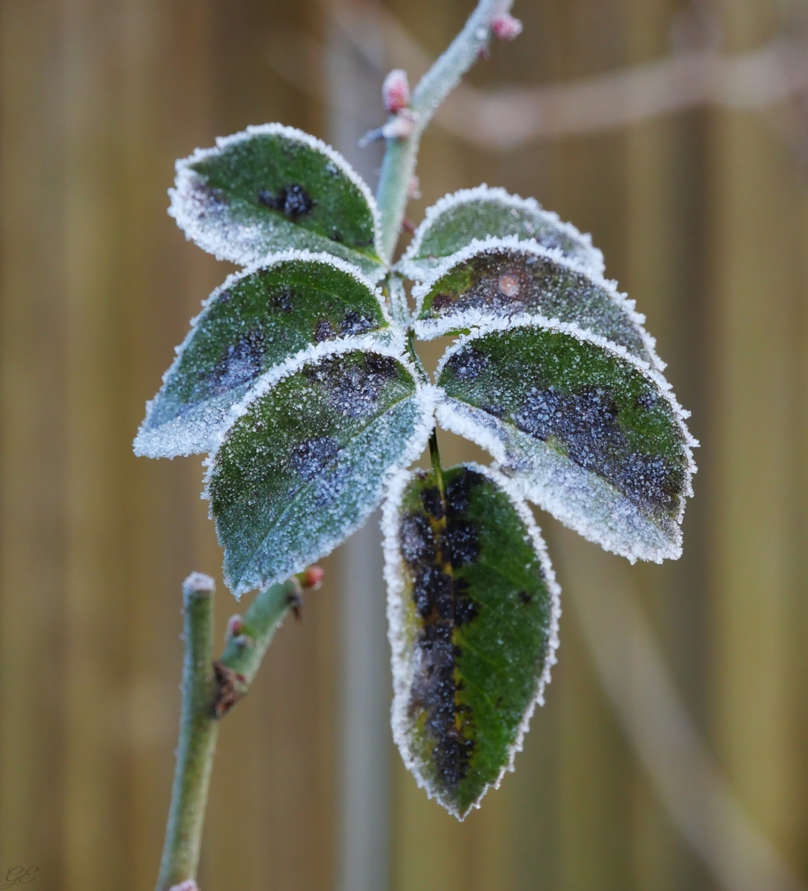 Rosenblätter